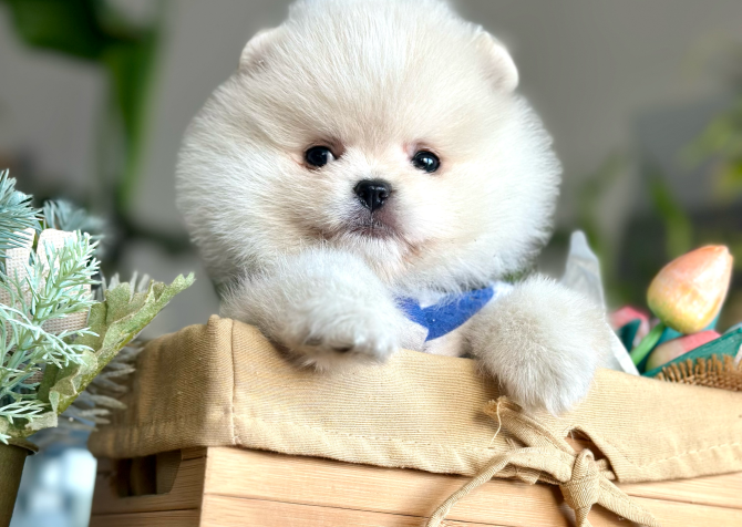 Pomeranian Boo Ayı Surat Yavrularımız